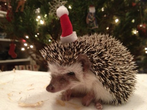 Sonic sports a Santa hat, braving the cold Houston winter. An African pygmy hedgehog, she cannot be exposed to temperatures lower than 72 degrees Fahrenheit.