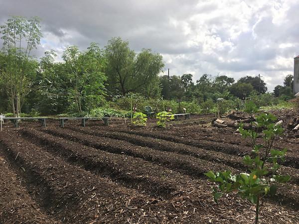 APES students visited produce farms like this one in the Houston neighborhood of Fifth Ward.