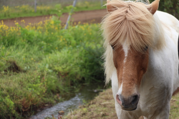 Day 13: Beautiful Icelandic horses carried us along the outskirts of Iceland’s second biggest city, Akureyri.