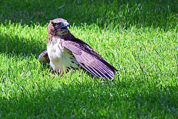 The bird was either a red-tailed hawk or a female Coopers Hawk, as identified by chemistry teacher Roxie Allen and biology teacher Paula Angus.