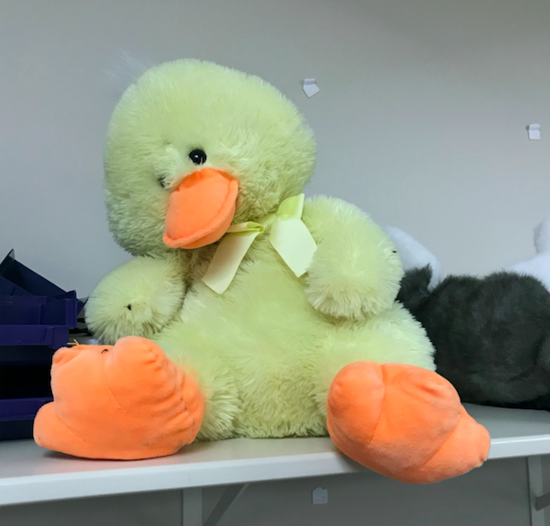 Physics II (H) students insert robotic parts into stuffed animals, like this duck, to make them perform certain tasks.