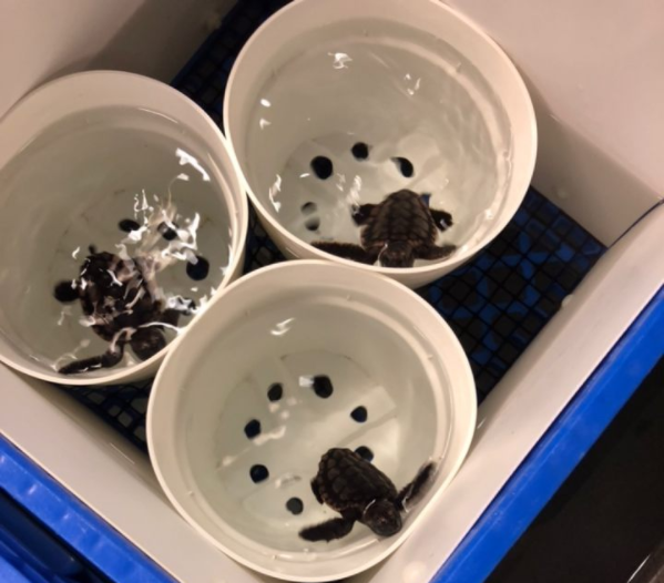 Students observed young sea turtles at Texas A&M University at Galveston.