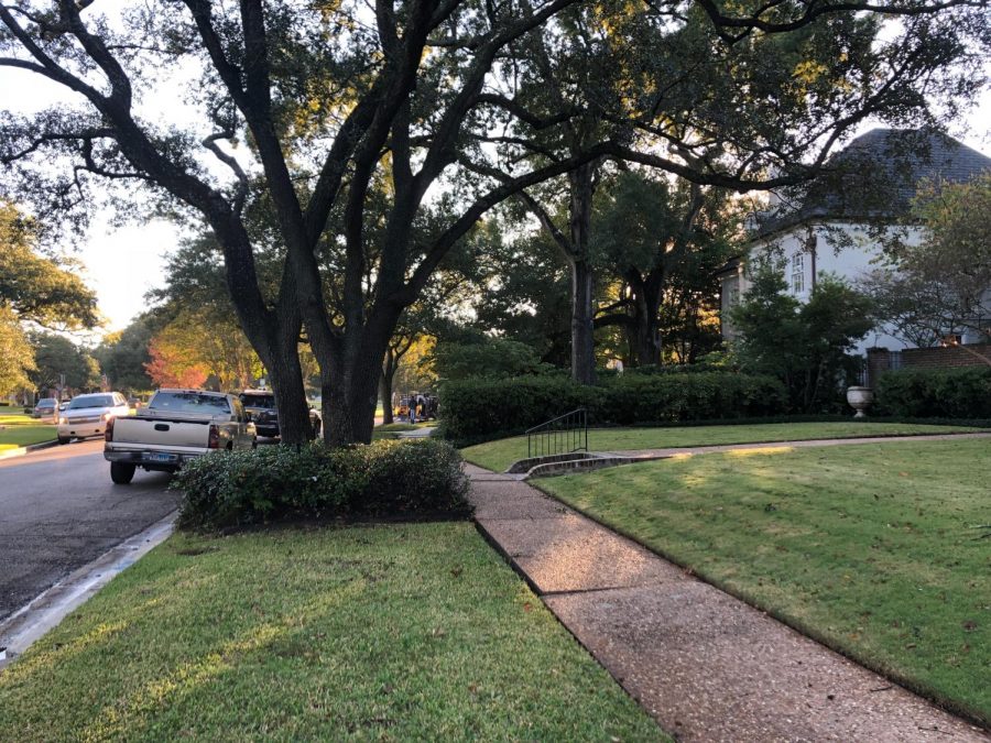 This tree is one of many housing a hive of Africanized bees, which have recently settled in River Oaks.