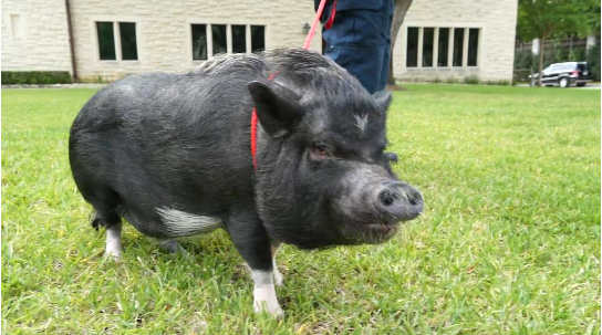 Video: Teachers showcase their pet pythons, pigs