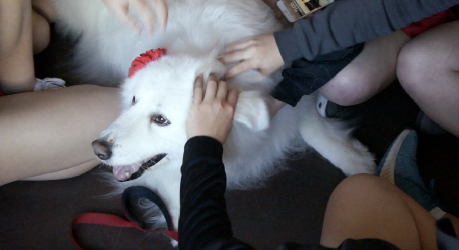 On Dec. 11, therapy dogs visited students in the Chao room to provide stress relief in preparation for upcoming finals.