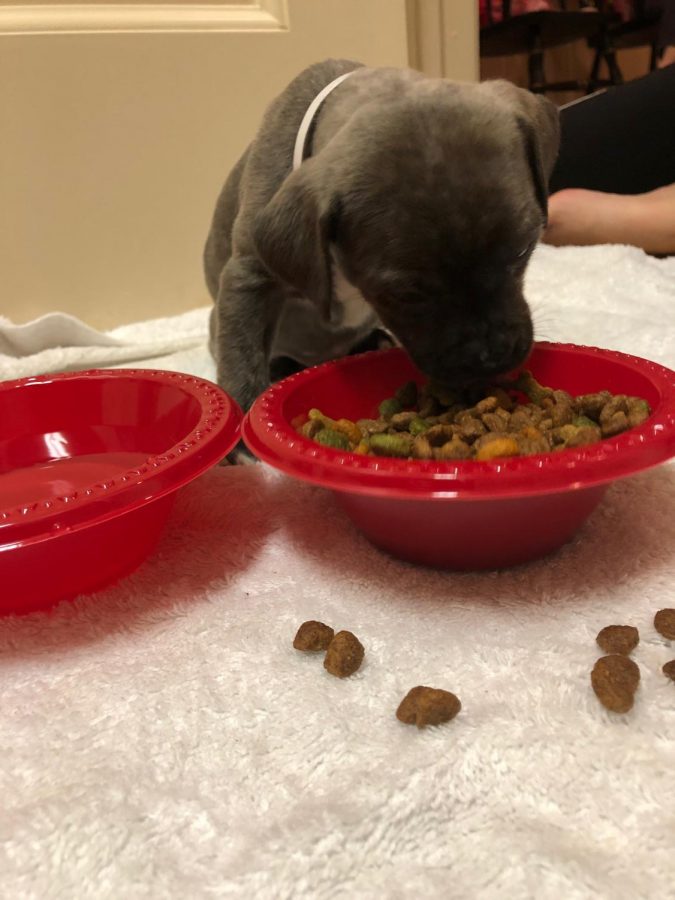 Junior Scott Koh and his sister, Sara (19), are fostering puppies during the pandemic.