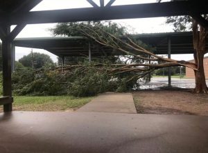 A tree, split in half by the storm, fell over a basketball court in Sugarland.