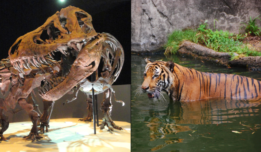 Every summer, SJS students volunteer at the Houston Museum of Natural Science and the Houston Zoo.