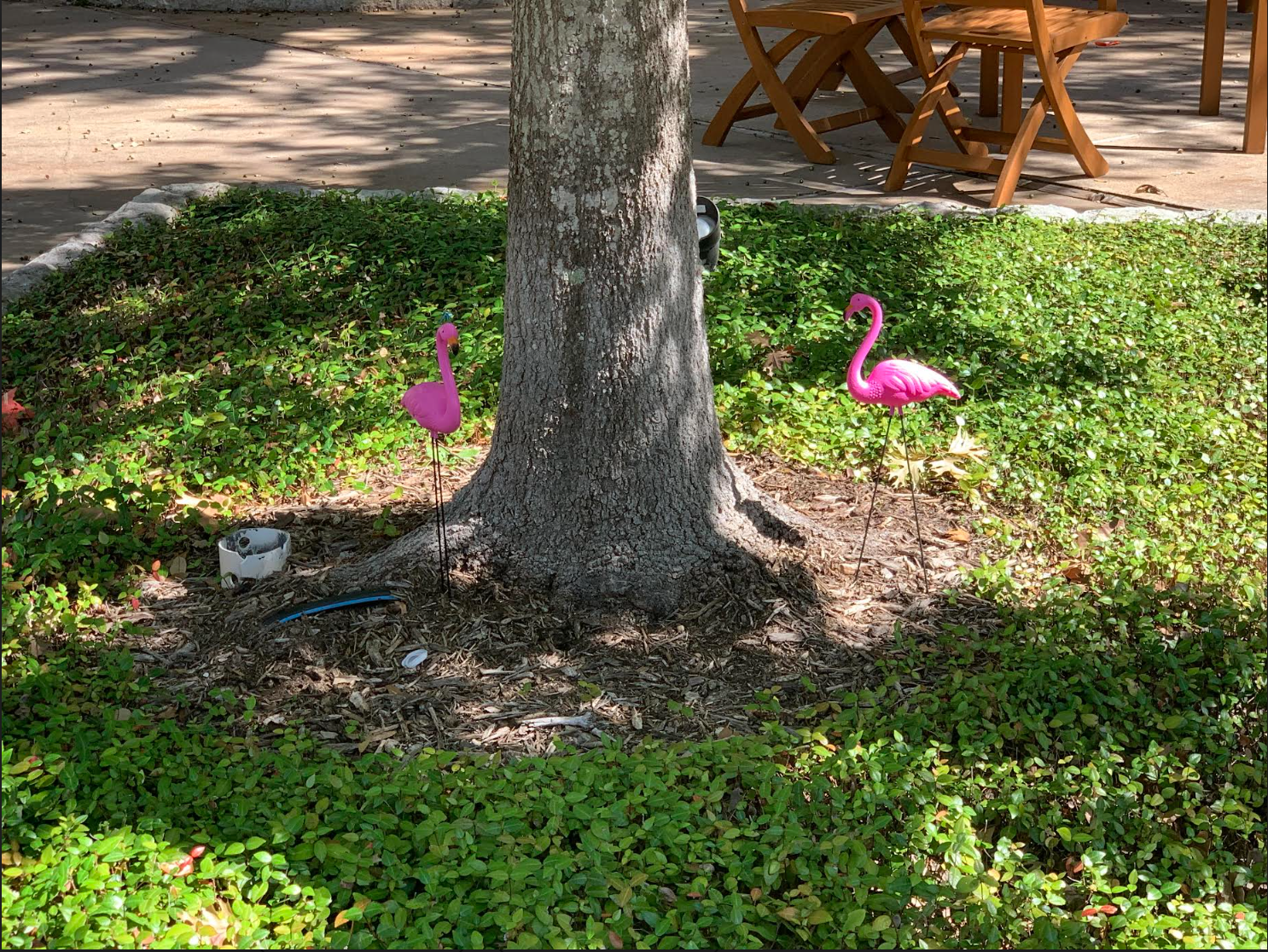 On Oct. 23, students arriving at school were greeted with a flamboyance of flamingos.